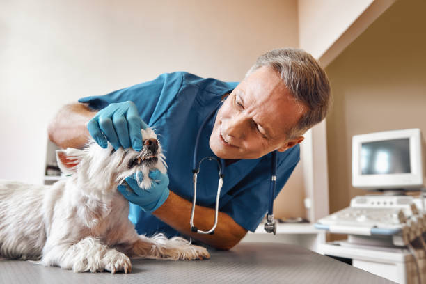 Best Pediatric Emergency Dentist in New Middletown, OH